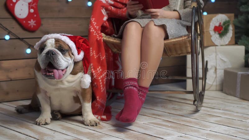 Gorgeus purebred english buldog w santa cap spotykamy się w święta z jego właścicielką huśtawki w fotelu. psów i