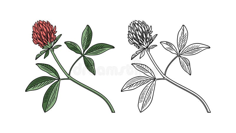 Gorgisk röd ludderblomma Illustration för hemmet. En underbar illustration av blommor av röda fjäderklöver som är lämpliga för hemdekaler.
