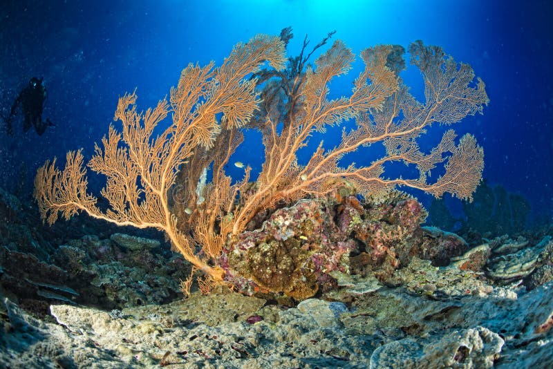 Gorgonia Coral on the Deep Blue Ocean Stock Photo - Image of coral ...