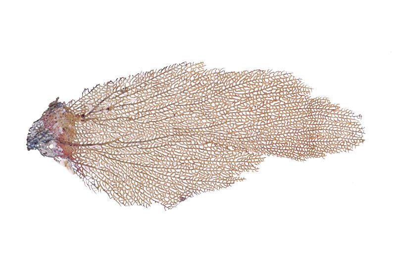 Gorgonia ventalina coral skeleton stock images