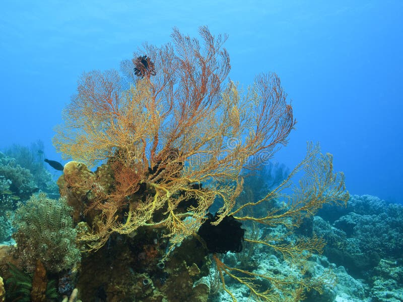 Gorgonian fan