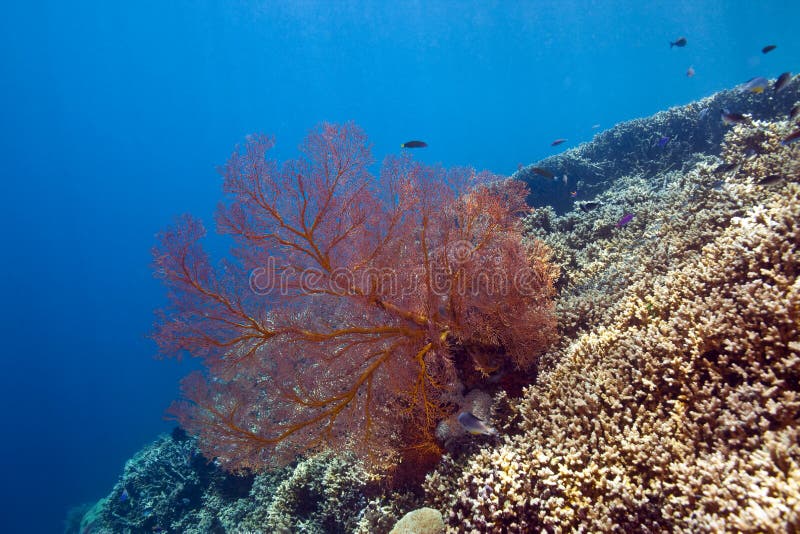 Gorgonian Fan