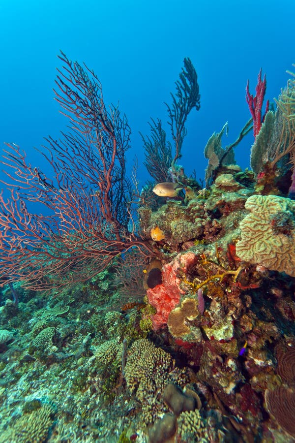 Gorgonian fan