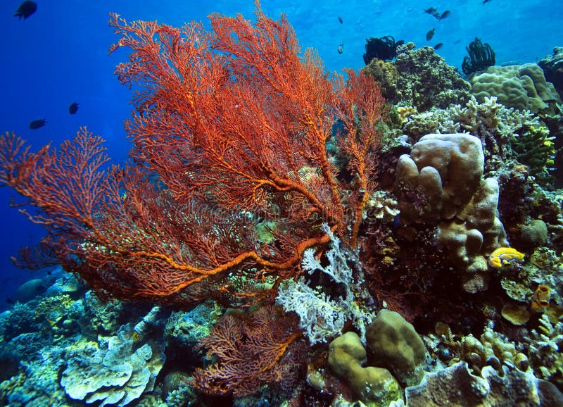 Gorgonian Fan