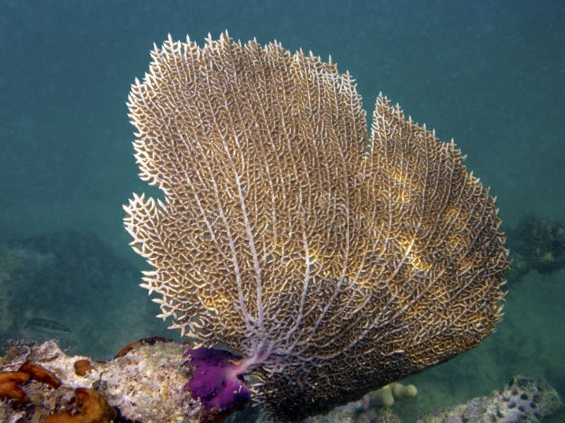 gorgonian hav för korallventilator royaltyfri fotografi gorgonian hav för korallventilator royaltyfri fotografi