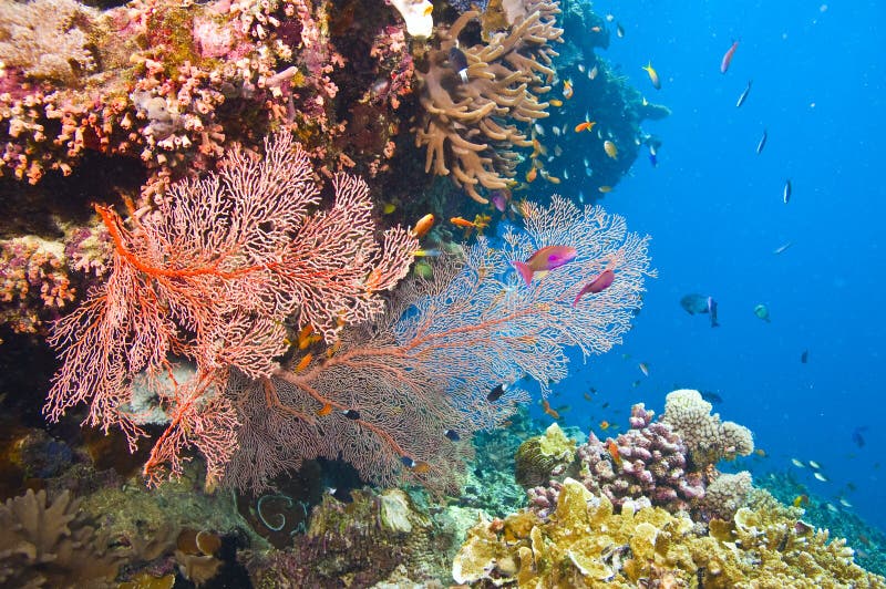 Gorgonian sea fans and coral stock photos