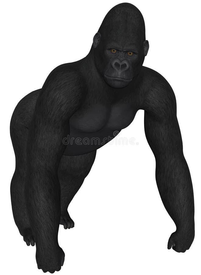 3D rendered African gorilla on white background isolated. 3D rendered African gorilla on white background isolated