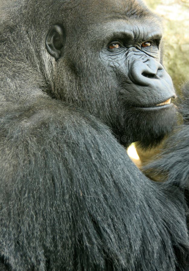 Macaco Gigante Do Chimpanzé Foto de Stock - Imagem de coma, selva: 98764908