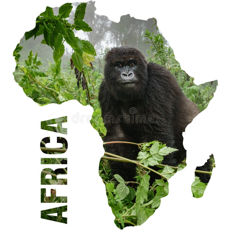 Gorila de montaña dentro del esquema continente de la forma de África foto de archivo Gorila de montaña dentro del esquema continente de la forma de África foto de archivo