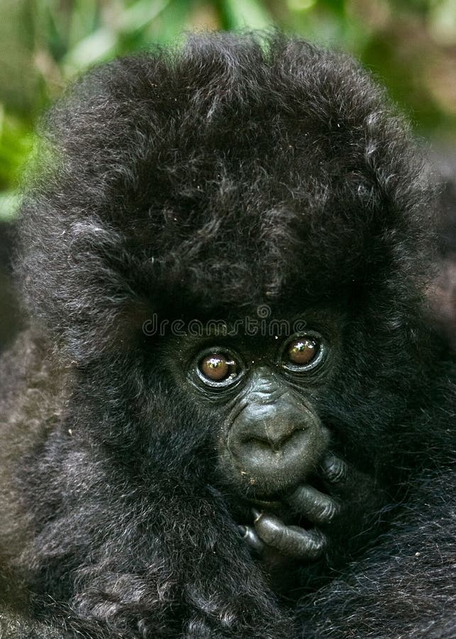 Macaco Gigante Do Chimpanzé Foto de Stock - Imagem de coma, selva: 98764908