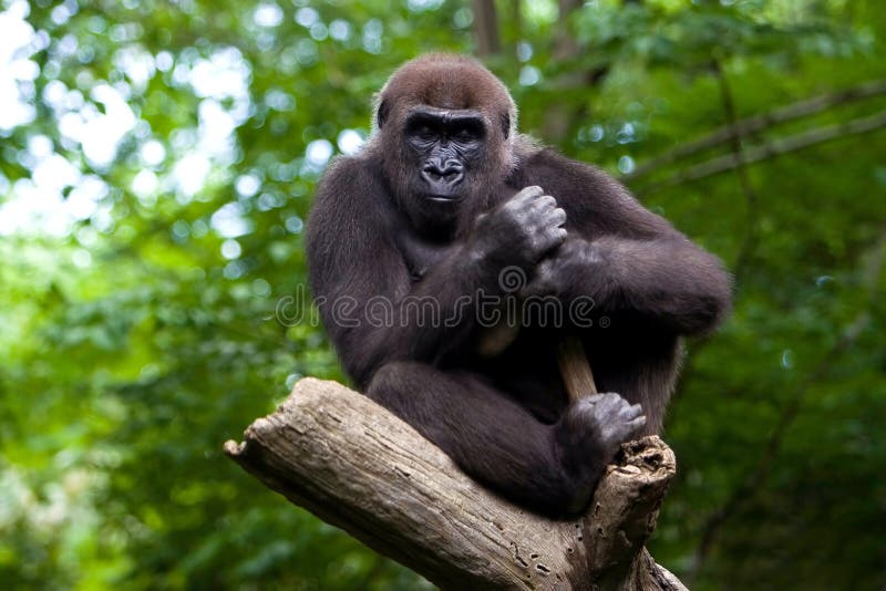 A Gorilla sleeping in a tree top. A Gorilla sleeping in a tree top.