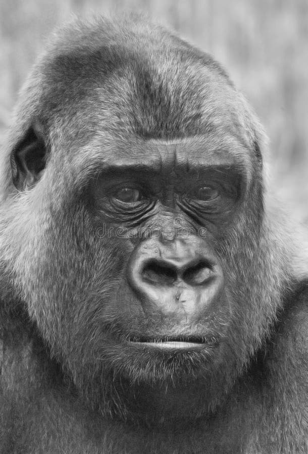 black and white portrait of a male gorilla. black and white portrait of a male gorilla