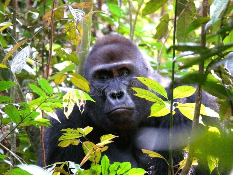 Macaco Gigante Do Chimpanzé Foto de Stock - Imagem de coma, selva: 98764908