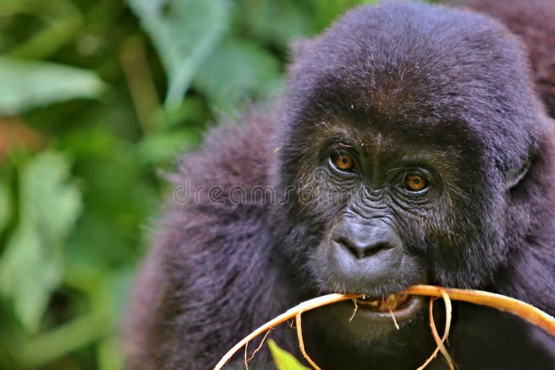 Endangered eastern gorilla in the beauty of african jungle, silverback and family, Gorilla beringei, Democratic Republic of Congo, rare african wildlife. Endangered eastern gorilla in the beauty of african jungle, silverback and family, Gorilla beringei, Democratic Republic of Congo, rare african wildlife