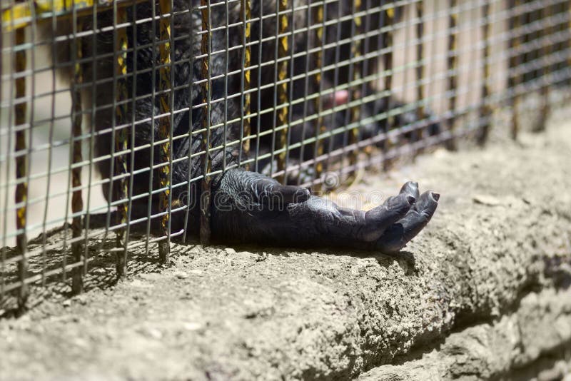 Gorila prisionero