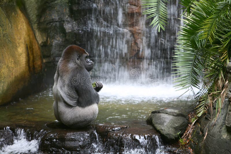 Gorila que come no habitat natural