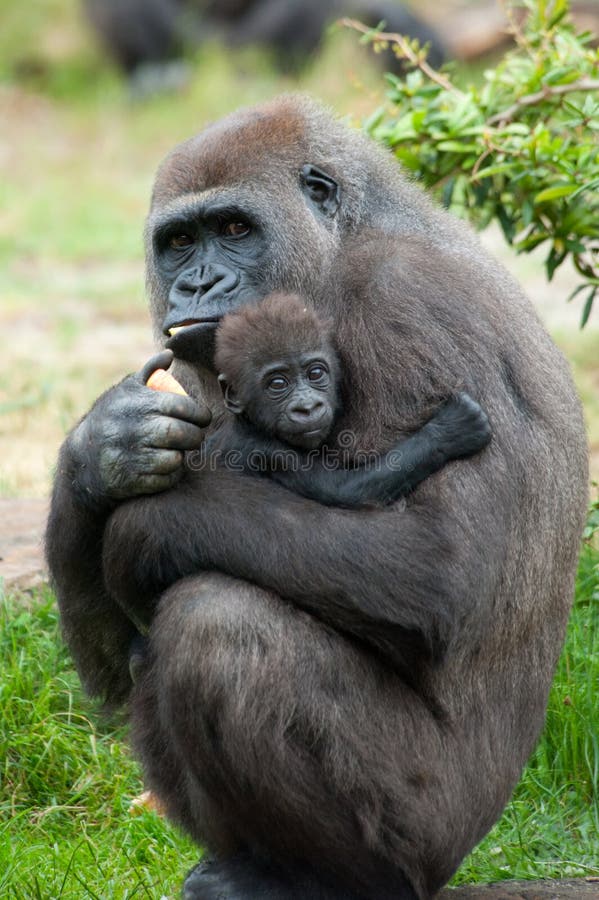 Close-up of a mother gorilla and her cute baby. Close-up of a mother gorilla and her cute baby