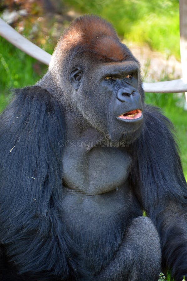 Gorilas são as maiores espécies existentes de primatas.