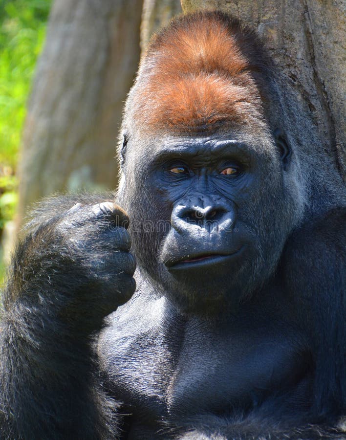 Gorilas são as maiores espécies existentes de primatas.
