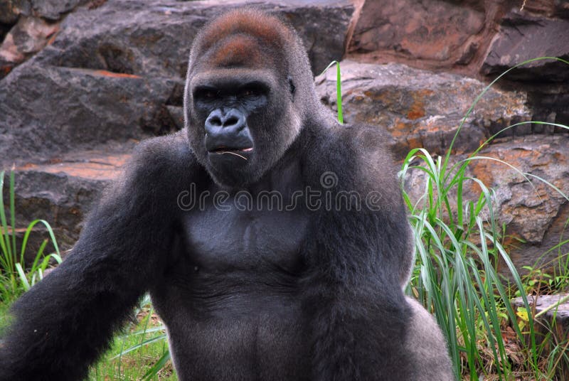 gorilla