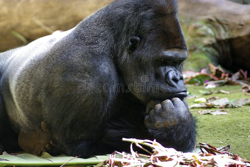 Gorilla fotografia stock libera da diritti