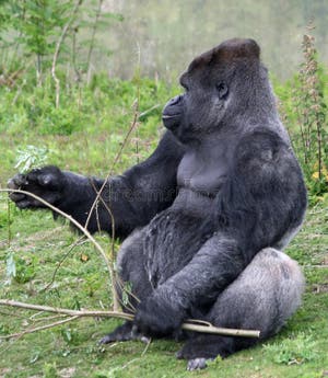 Gorilla 4 Stock Image Image Of Eating Primate Wild 14655485
