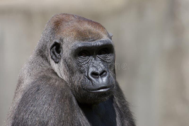 Gorilla