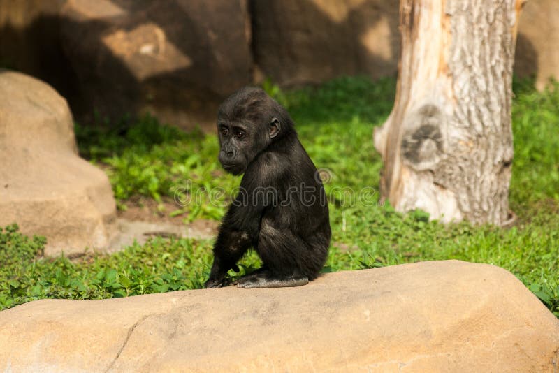 Gorilla Baby Sitting on a Stone Stock Image Image of funny, jungle