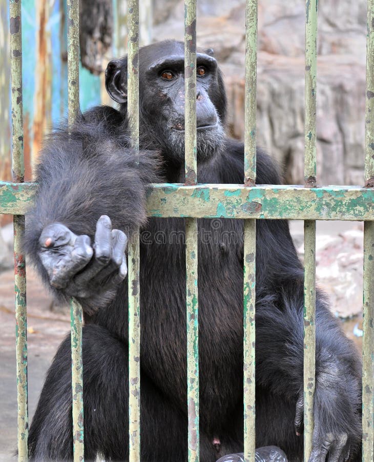 Gorilla in the Cage