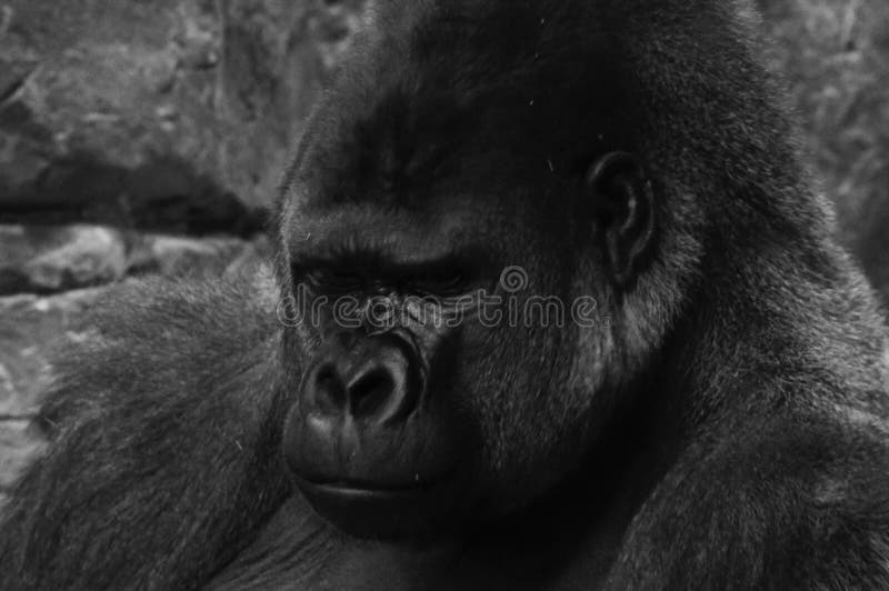 Side Profile Of A Silverback Gorilla Stock Image - Image of posing