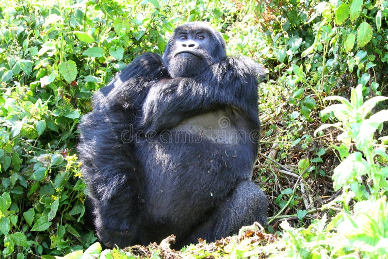 Gorilla