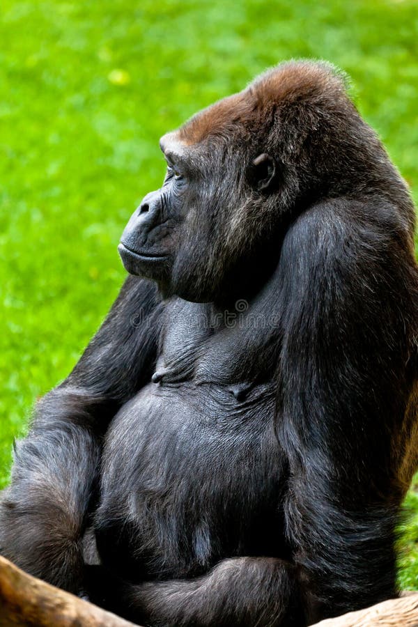 Silverback Gorilla Looking Sad Stock Image - Image of hair, black: 5629667