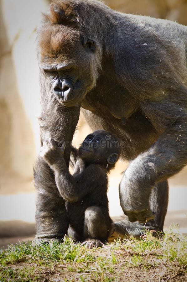 Gorilla del bambino fotografie stock libere da diritti Gorilla del bambino fotografie stock libere da diritti