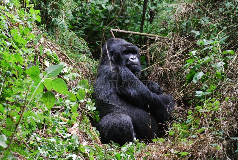 An adult male silverback mountain gorilla sits peacefully in the rain forest in Volcanoes national park, Rwanda. An adult male silverback mountain gorilla sits peacefully in the rain forest in Volcanoes national park, Rwanda.