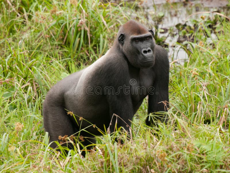 Gorilla di pianura occidentale in Mbeli bai, Repubblica del Congo fotografia stock Gorilla di pianura occidentale in Mbeli bai, Repubblica del Congo fotografia stock