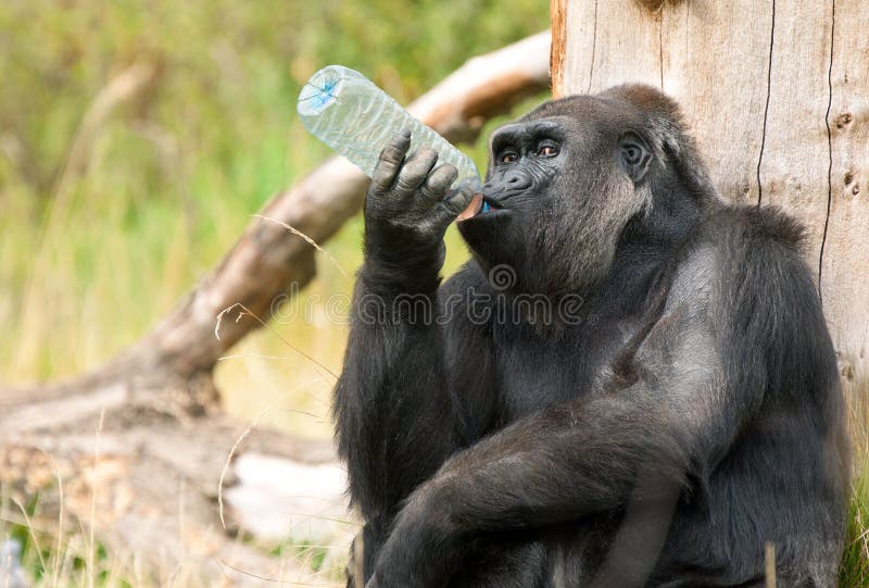 Gorilla drinking stock photo. Image of intelligent, wild 29115410