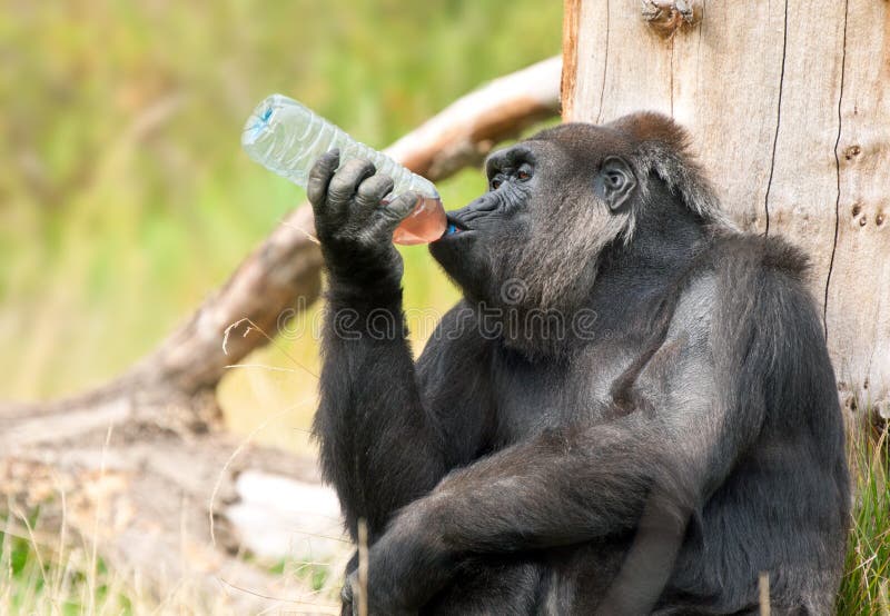 Gorilla drinking stock image. Image of intelligent, large 29115421