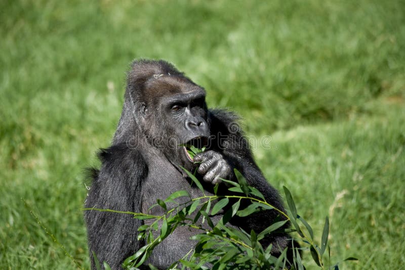 Big Hungry Gorilla Eating a Healthy Snack of Bananas for Breakfast