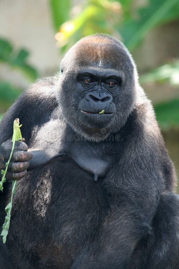 Gorilla eating salad