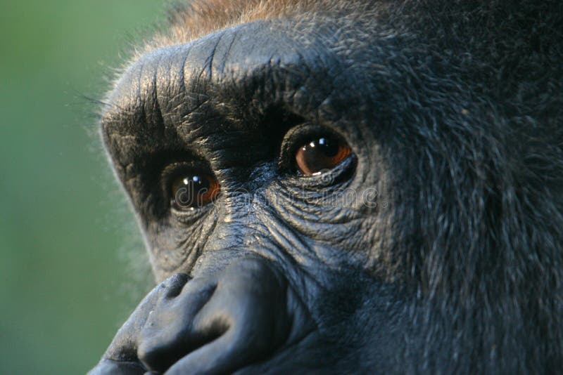 Gorilla eyes (captive)