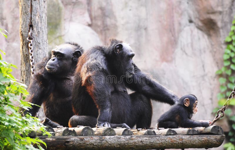 Famiglia da, l'animale.