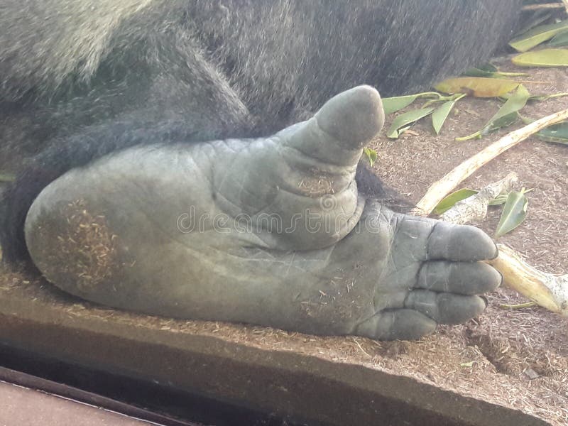 Gorilla foot