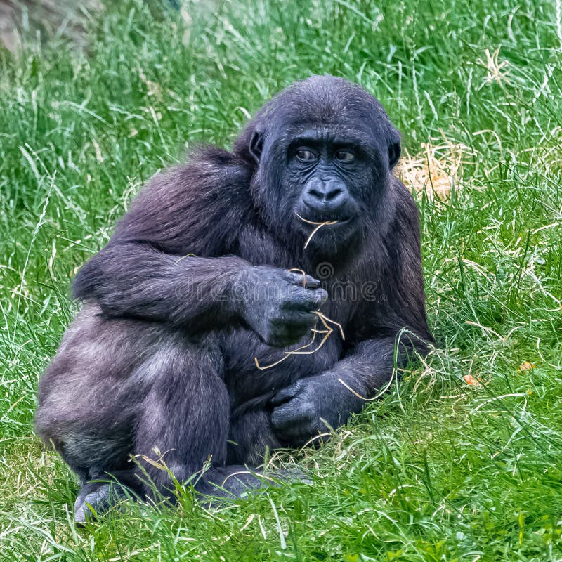 Gorilla, giovane scimmia fotografia stock libera da diritti Gorilla, giovane scimmia fotografia stock libera da diritti