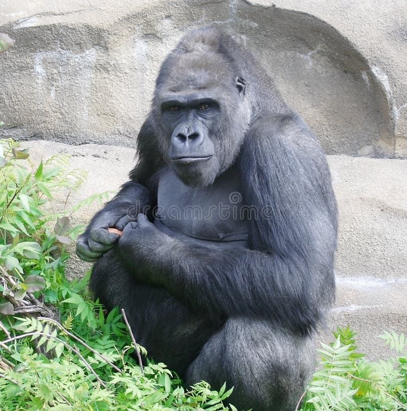 Gorilla. The great monkey.