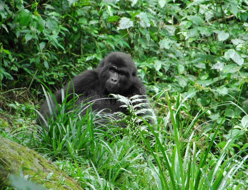 green gorilla jobs green gorilla jobs