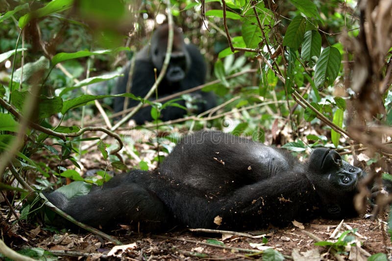 Gorilla i Kongofloden, gorilla för västra lågland i djungelKongofloden Stående av en gorilla för västra lågland (gorillagorillago royaltyfria foton Gorilla i Kongofloden, gorilla för västra lågland i djungelKongofloden Stående av en gorilla för västra lågland (gorillagorillago royaltyfria foton