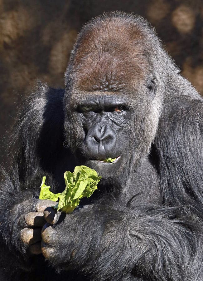 gorilla eats sushi gorilla eats sushi