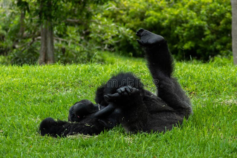 Gorilla Lying on Back stock photos Gorilla Lying on Back stock photos