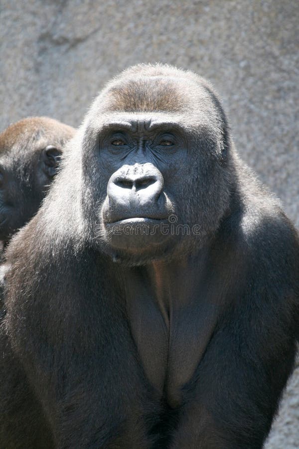 Gorilla mother