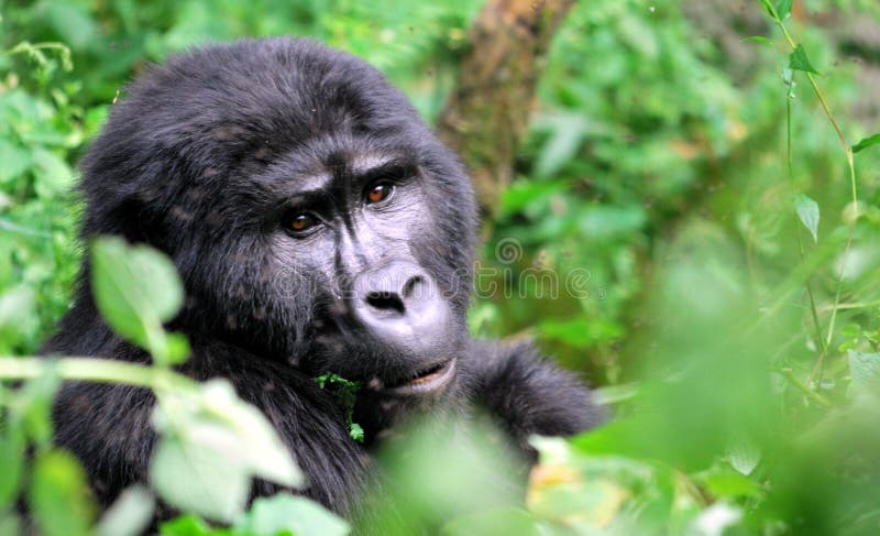Gorilla royalty free stock photo Gorilla royalty free stock photo